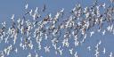coastal-movement-ecology-bird-movement-3.jpg