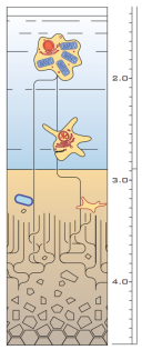 Drawing of complexity and mytochondrium evolution