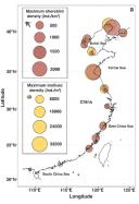 Graph showing molusc density along the Chinese coast with yellow circles and bird density with pink circles