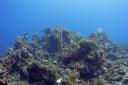 Underwater scene of a coral reef with various hard and soft corals, sponges, and algae-covered formations rising from the seafloor, set against a deep blue background with a few small reef fish swimming among the structures.