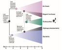 Schematische levensboom met Archaea (paars), Bacteriën (blauw) en Eukaryoten (groen), met belangrijke evolutionaire knooppunten gekalibreerd aan de aardgeschiedenis in miljarden jaren (Ga).