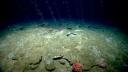 Cold seeps in West-Atlantic Ocean_credit NOAA Office of Ocean Exploration