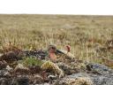 A breeding red knot on the Siberian tundra (photo: Job ter Horn/NIOZ)