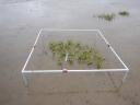 An establishing cordgrass plant in the middle of a measuring frame. The plant has several clusters of shoots. 