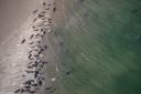 Grey seals in the Dutch Wadden Sea. Photo: Jeroen Hoekendijk (NIOZ)