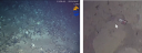 Fishing ropes found in Gettysburg Seamount (left panel); A bottle on the seafloor, highlighted by an arrow. (right panel)