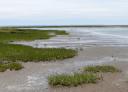 Edge of a salt marsh with plants of different sizes, shifting from contiguous mudflat vegetation, to loose ‘patches’ and then a bare mudflat.